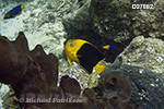 Rock Beauty (Holacanthus tricolor)